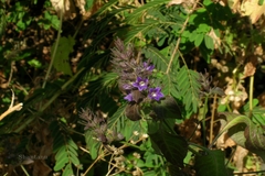 Haplanthodes nilgherrensis